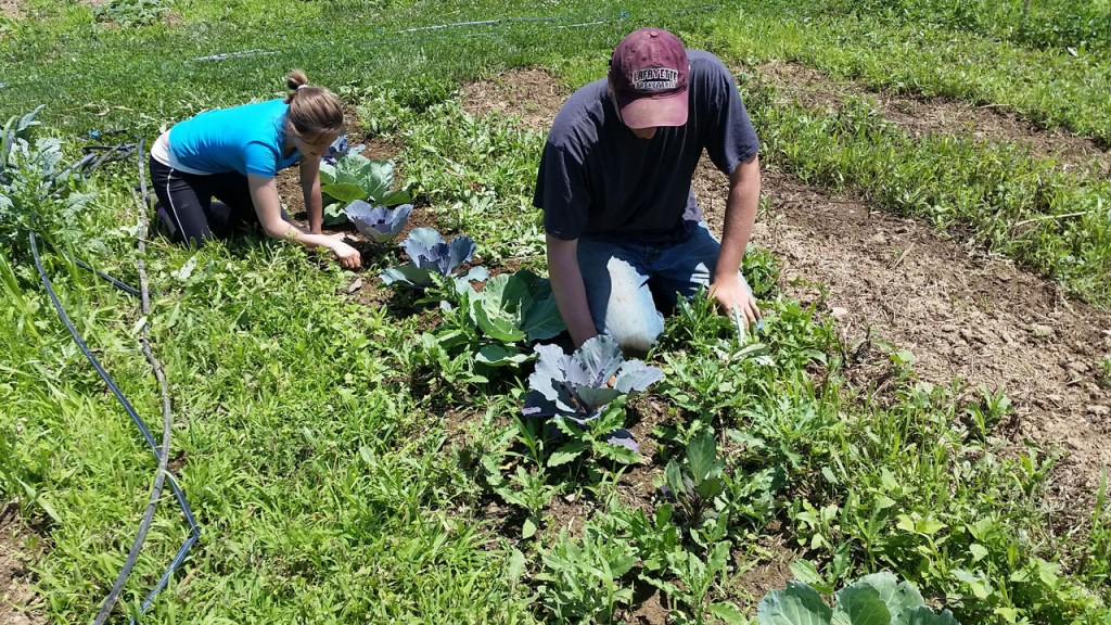 Miranda Wilcha ’16 and Peter Todaro ’17 do some weeding at the LaFarm Organic Farm. They created an app and website that helps Easton residents have access to fresh local produce.